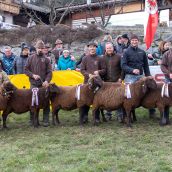 Gruppensieger Vereinsausstellung Braunes Bergschaf Tirol 2020 (11)
